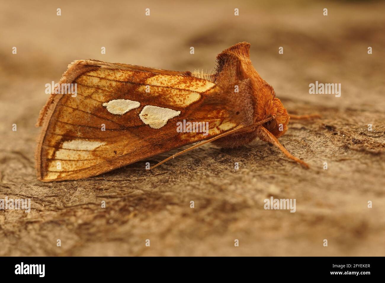 Close-up shot of the colorful gold spot moth, Plusia festucae on a piece of wood. Stock Photo