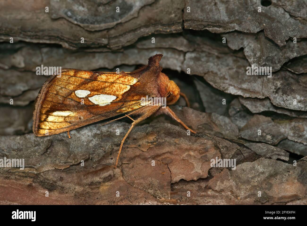 Close-up shot of a colorful gold spot moth, Plusia festucae on a piece of wood Stock Photo