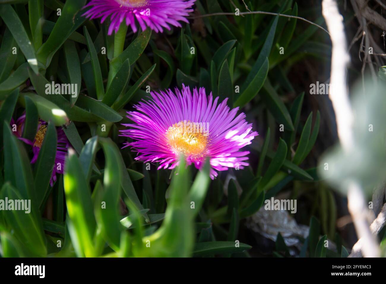 Carpobrotus edulis is a groundcreeping plant with succulent leaves in