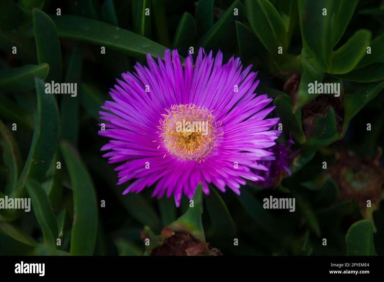 Carpobrotus edulis is a groundcreeping plant with succulent leaves in