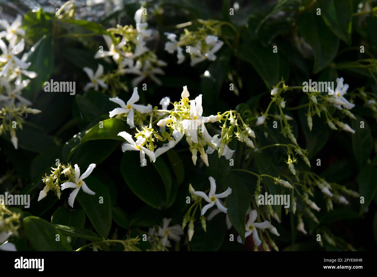 Trachelospermum jasminoides is a species of flowering plant in the ...
