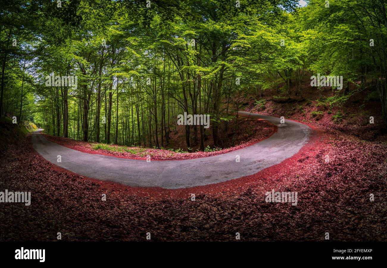 Spectacular horse shoe curved road inside beech forest Stock Photo