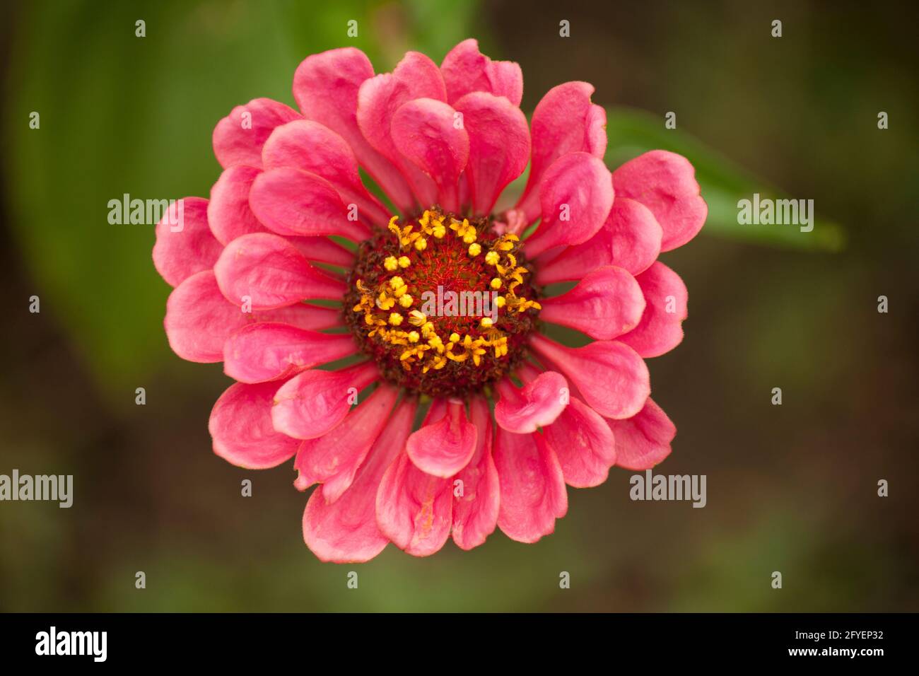 Detail of pink zinnia flower with open petals in a garden over green leaves Stock Photo