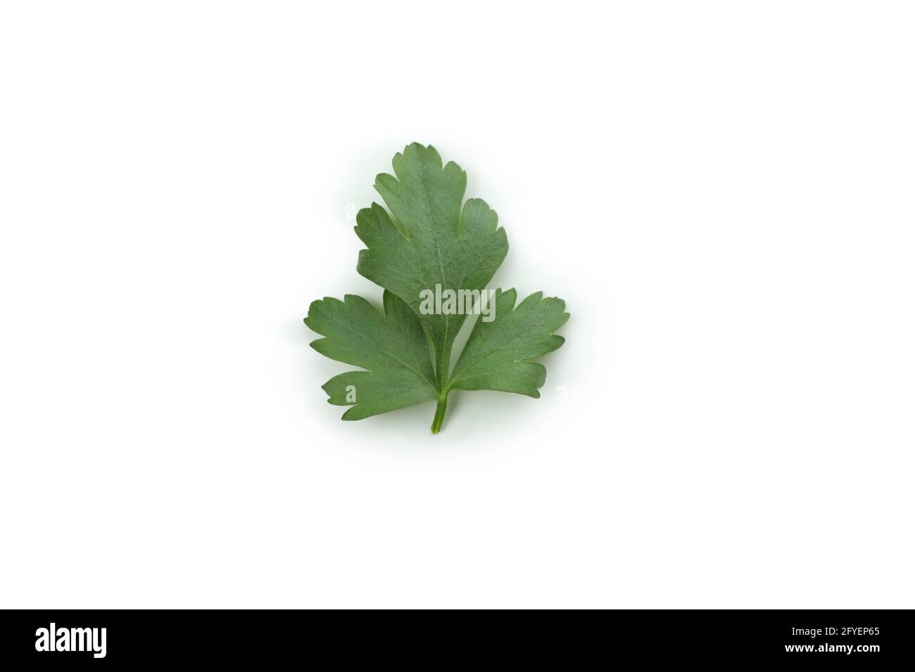Fresh green parsley isolated on white background Stock Photo - Alamy