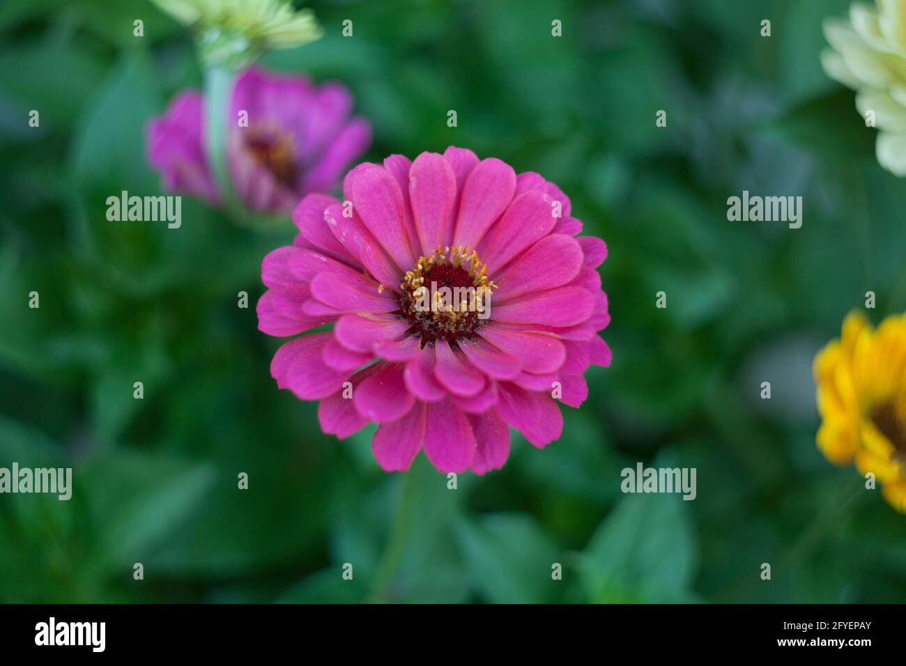 Pink zinnia flower with open petals located in a garden over green leaves Stock Photo