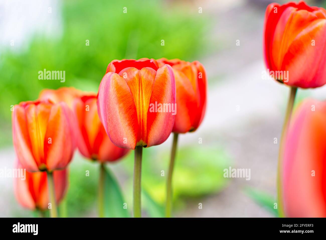 Red tulips on the street on a blurred green background Stock Photo - Alamy