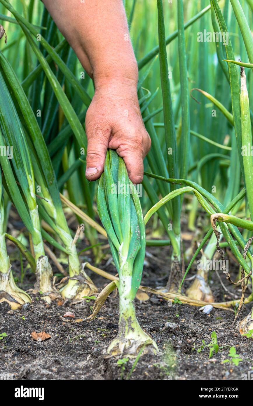 Hand picking onions from the soil in the farmer's garden, vegetable