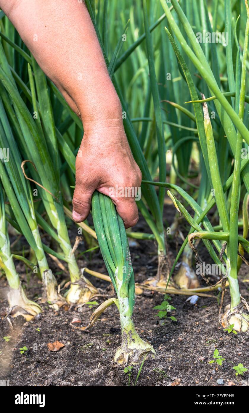 Hand picking onions hi-res stock photography and images - Alamy