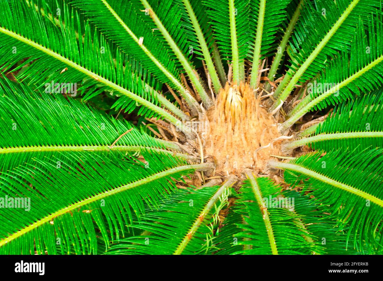 Cycad scientific name is Cycas circinalis L., Families Cycadaceae. Stock Photo