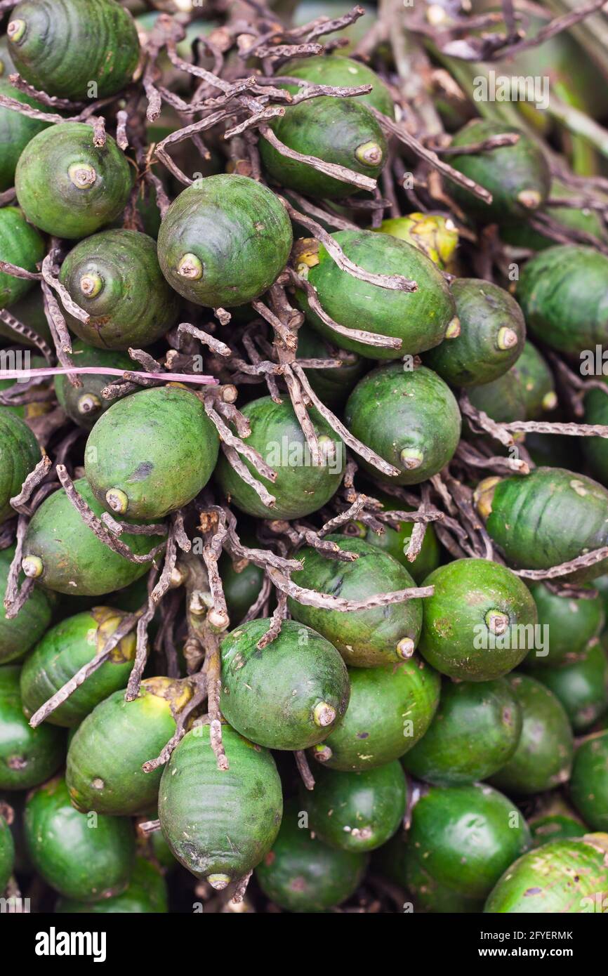 Closeup ripe areca-nut, raw betel nut Stock Photo