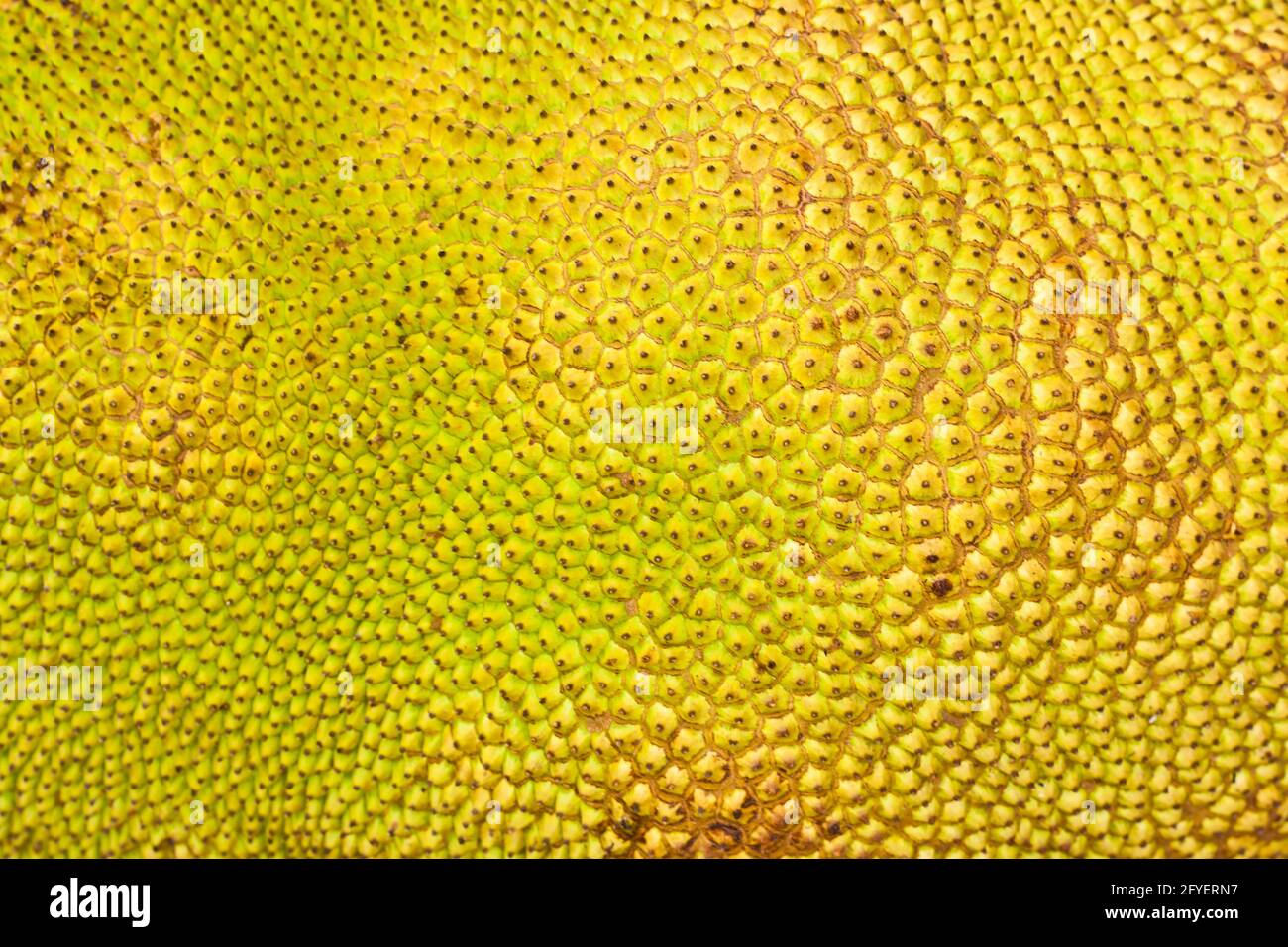 Rough skin fruit hi-res stock photography and images - Alamy