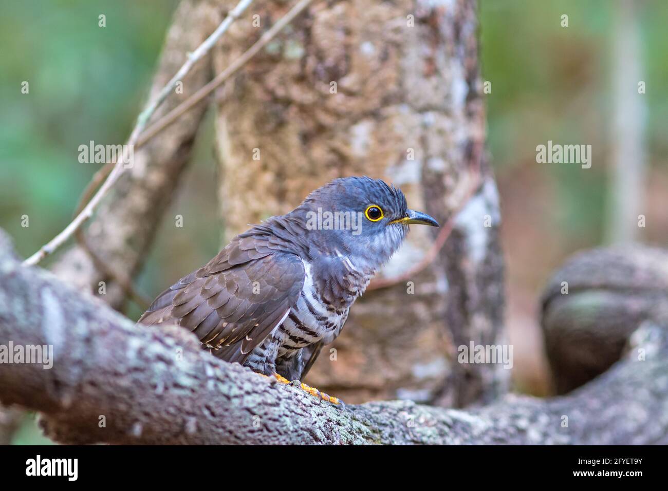 Beautiful of smallest Cuckoo bird and very rare , Indian Cuckoo (Cuculus micropterus), standing on  in nature of Thailand Stock Photo