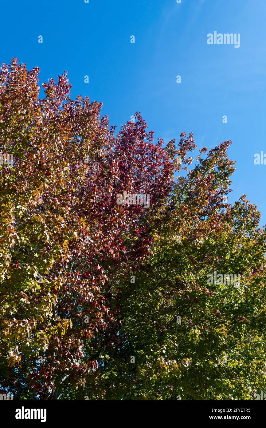 Liquid amber tree hires stock photography and images Alamy