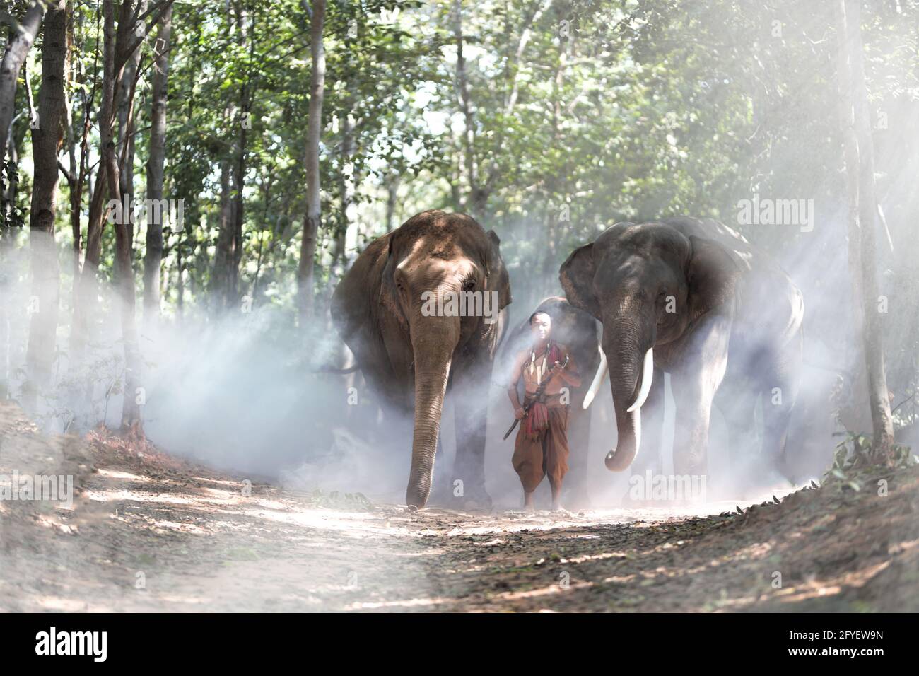 An Elephant Mahout And Elephant Walking Through The Haze In The Jungle 