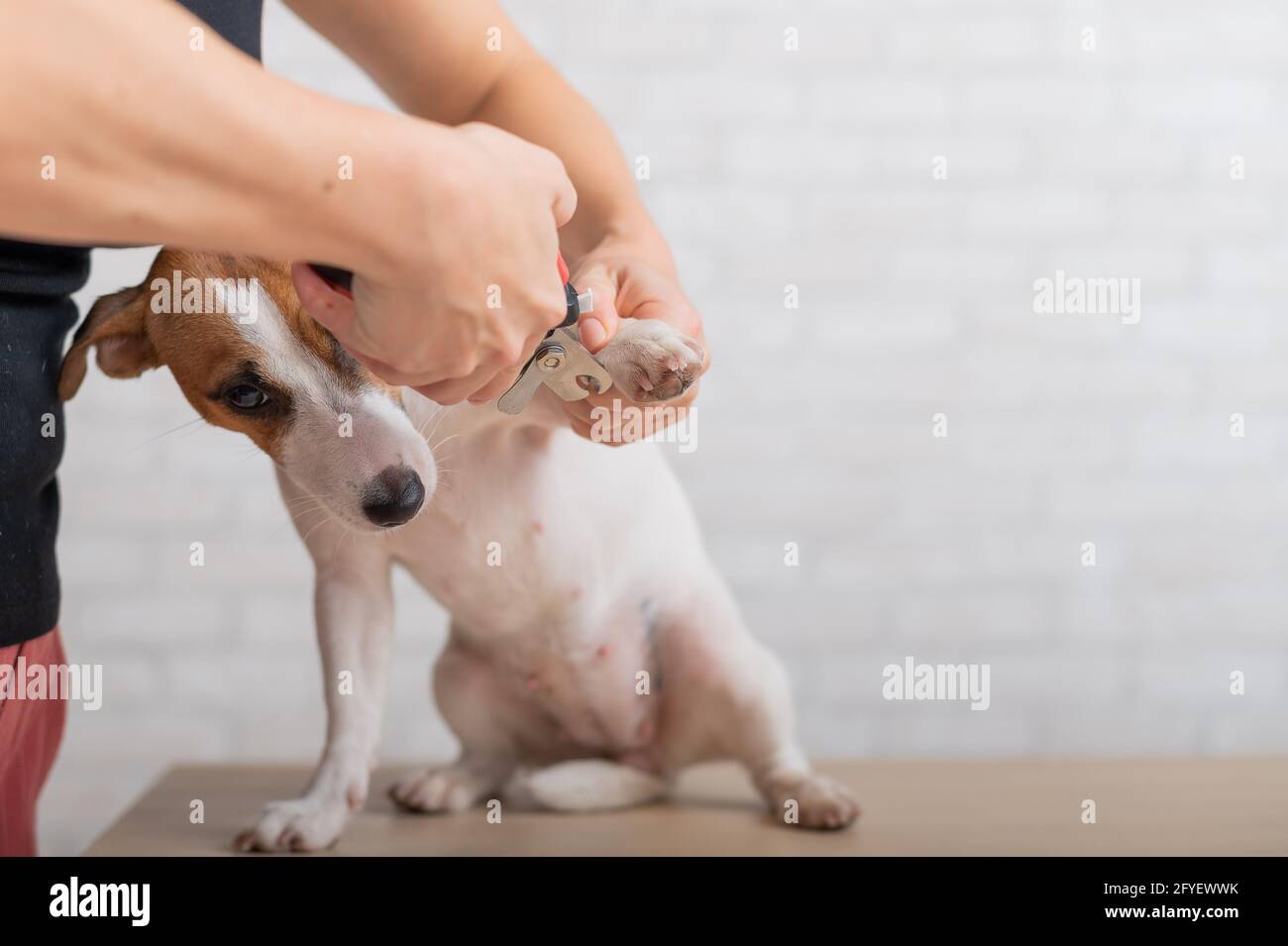 A woman cuts her claws on a Jack Russell Terrier. Frightened dog in