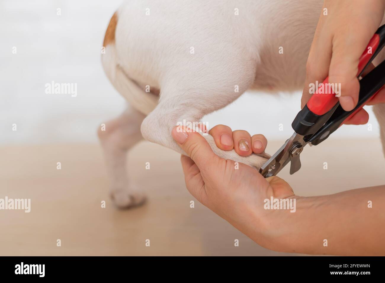 How To Cut Your Dog's Nails | Four Paws