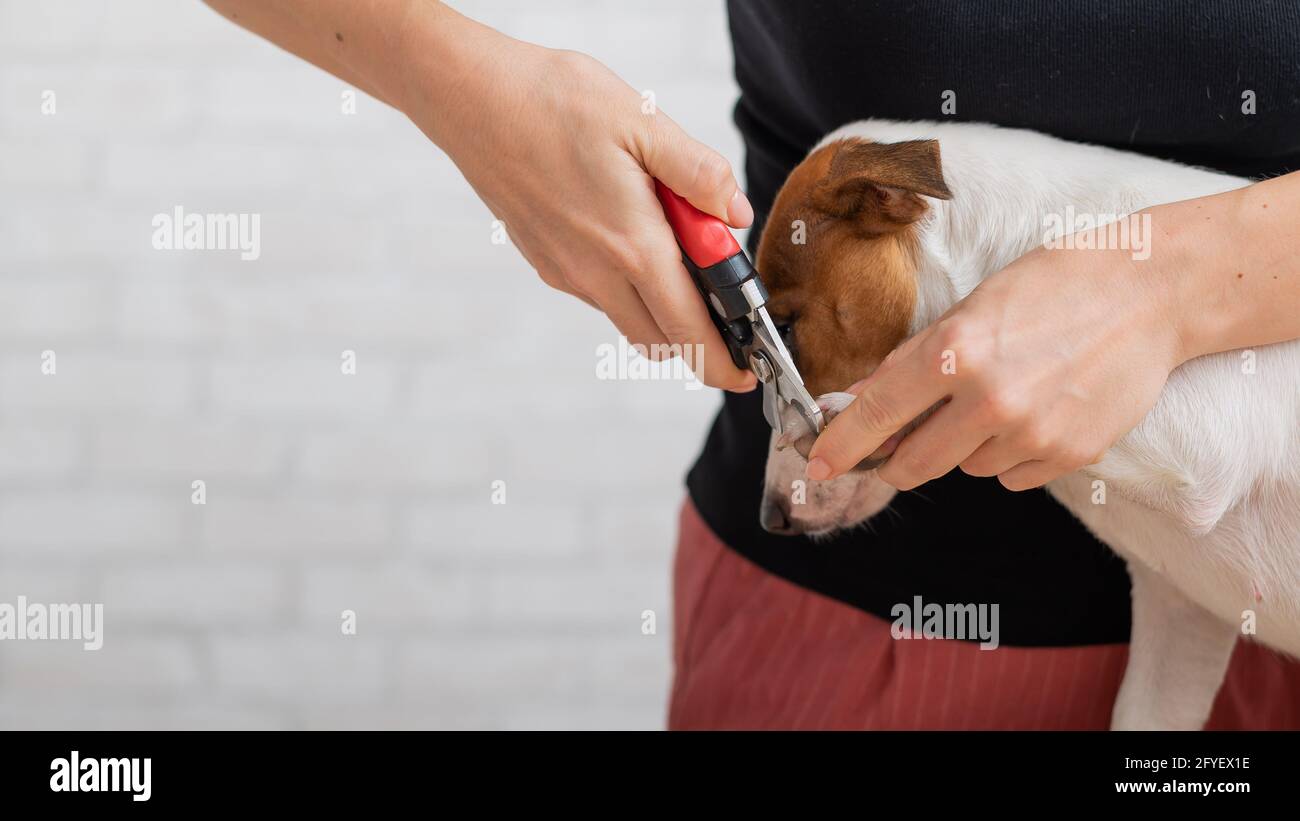 A woman cuts her claws on a Jack Russell Terrier. Frightened dog in