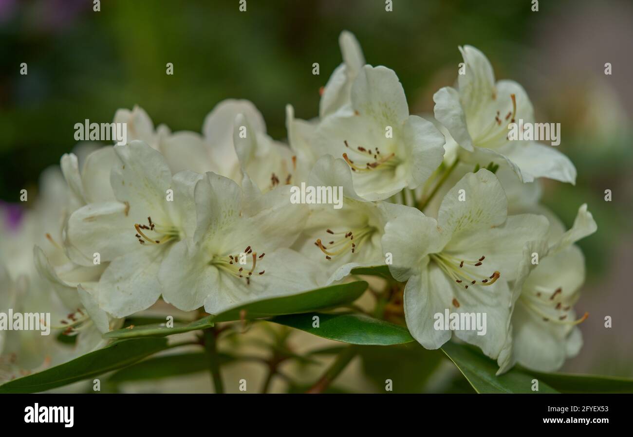 A closer look at Venturing Airy Blooming Uk