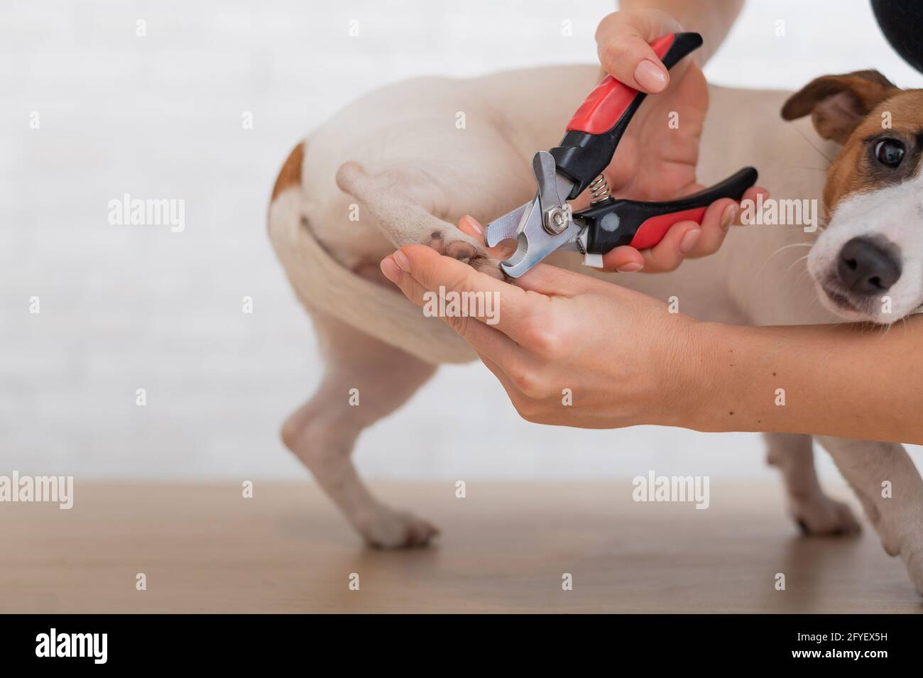 A woman cuts her claws on a Jack Russell Terrier. Frightened dog in