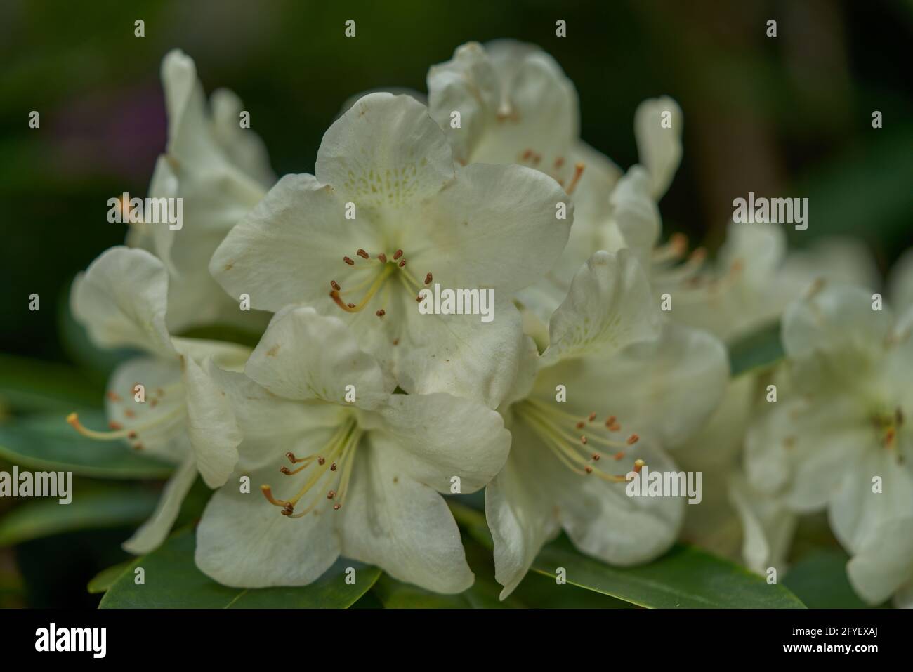 Picture of azalea rhododendron flower in full bloom close-up beautiful delicate ...