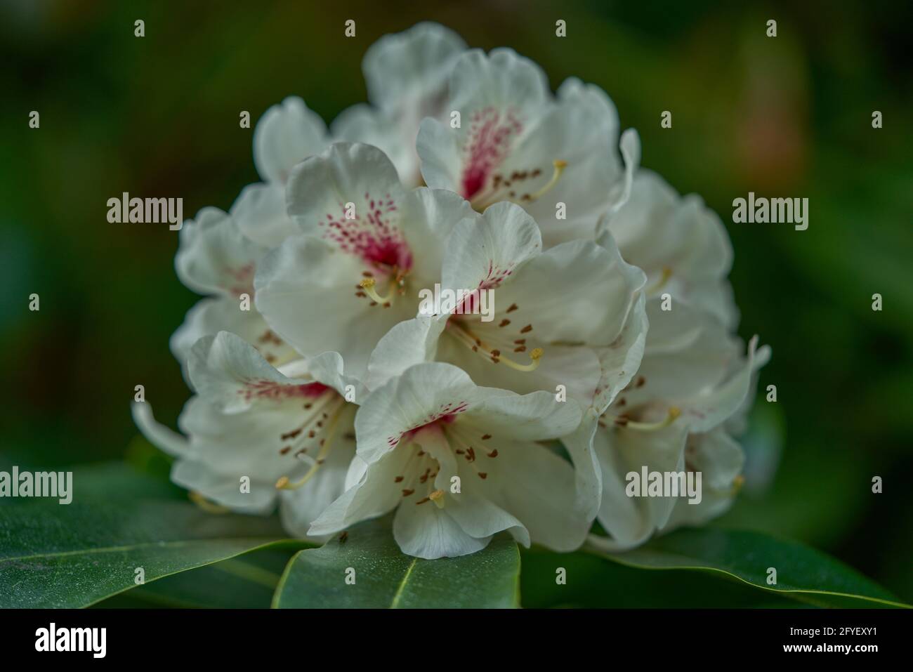 Stunning Venturing Airy Blooming Uk image