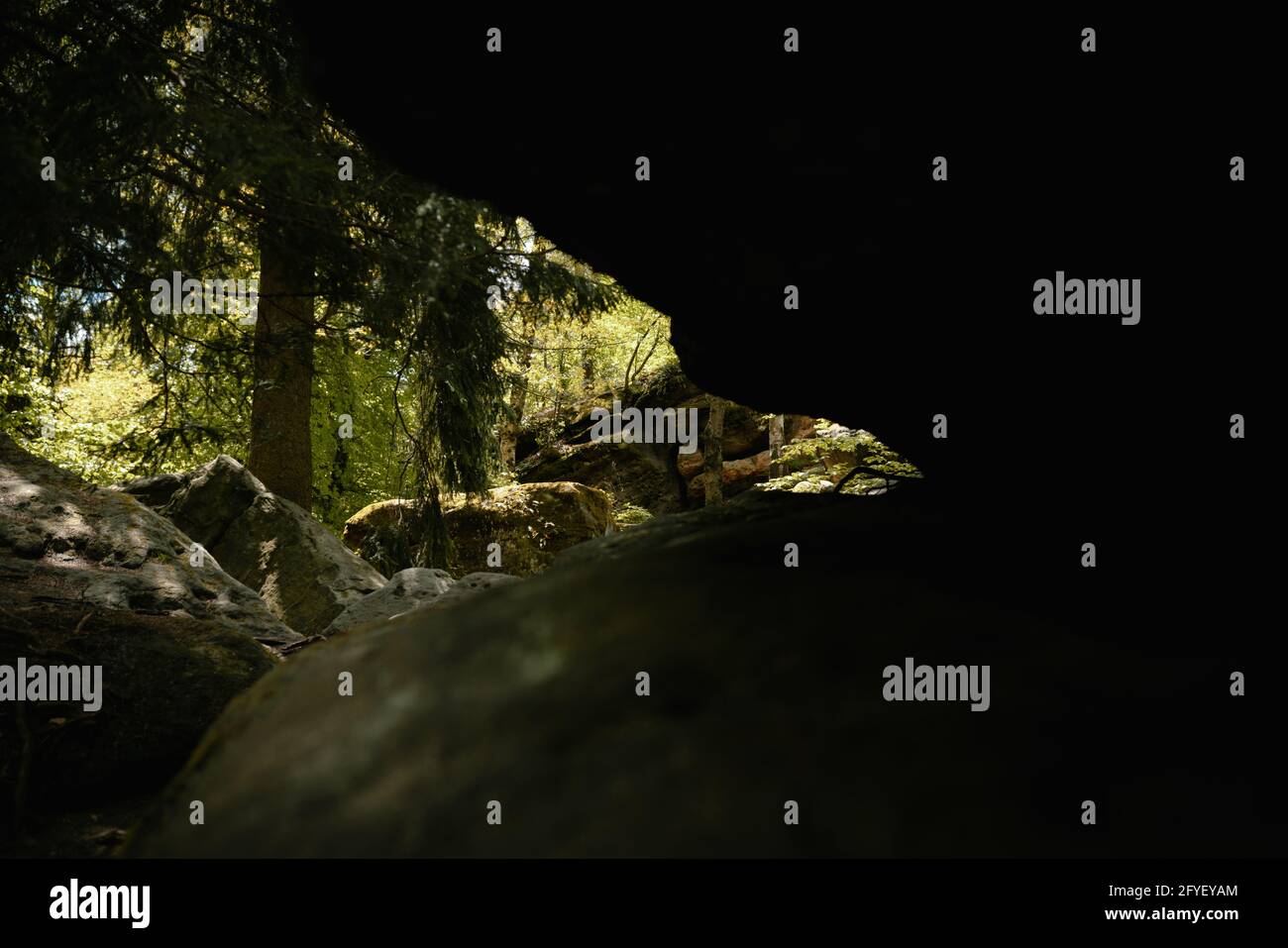 Closeup shot of overgrown rocks and trees with moss in a forest Stock ...