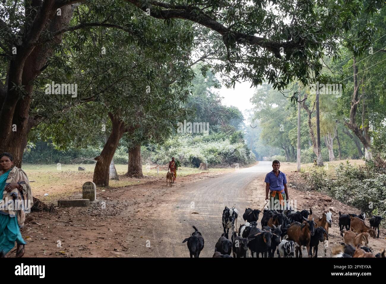 Goat herders in a rural village road in Odisha. Stock Photo