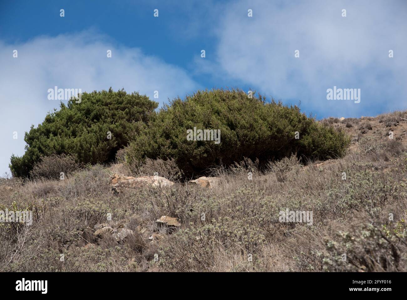 Canary Islands juniper is an endemic and endangered species on the western Canary Islands and Madeira growing here at 700 meter above sea level. Stock Photo