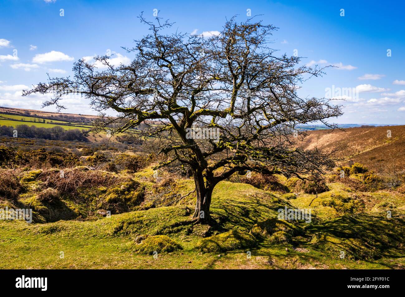 A tree stands on the ground above the River Lyd and below Brat Tor, Dartmoor National Park, Devon, England, UK. Stock Photo