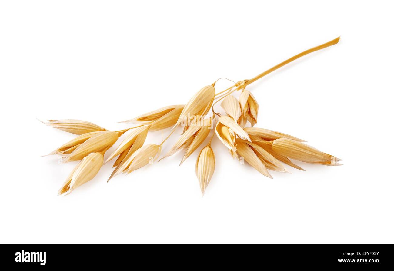 Ears of oats isolated on white background. Oat plant for package design. Stock Photo