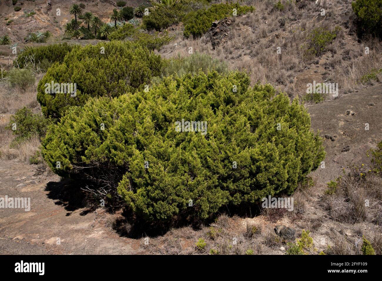 Canary Islands juniper is an endemic and endangered species on the western Canary Islands and Madeira growing here at 700 meter above sea level. Stock Photo