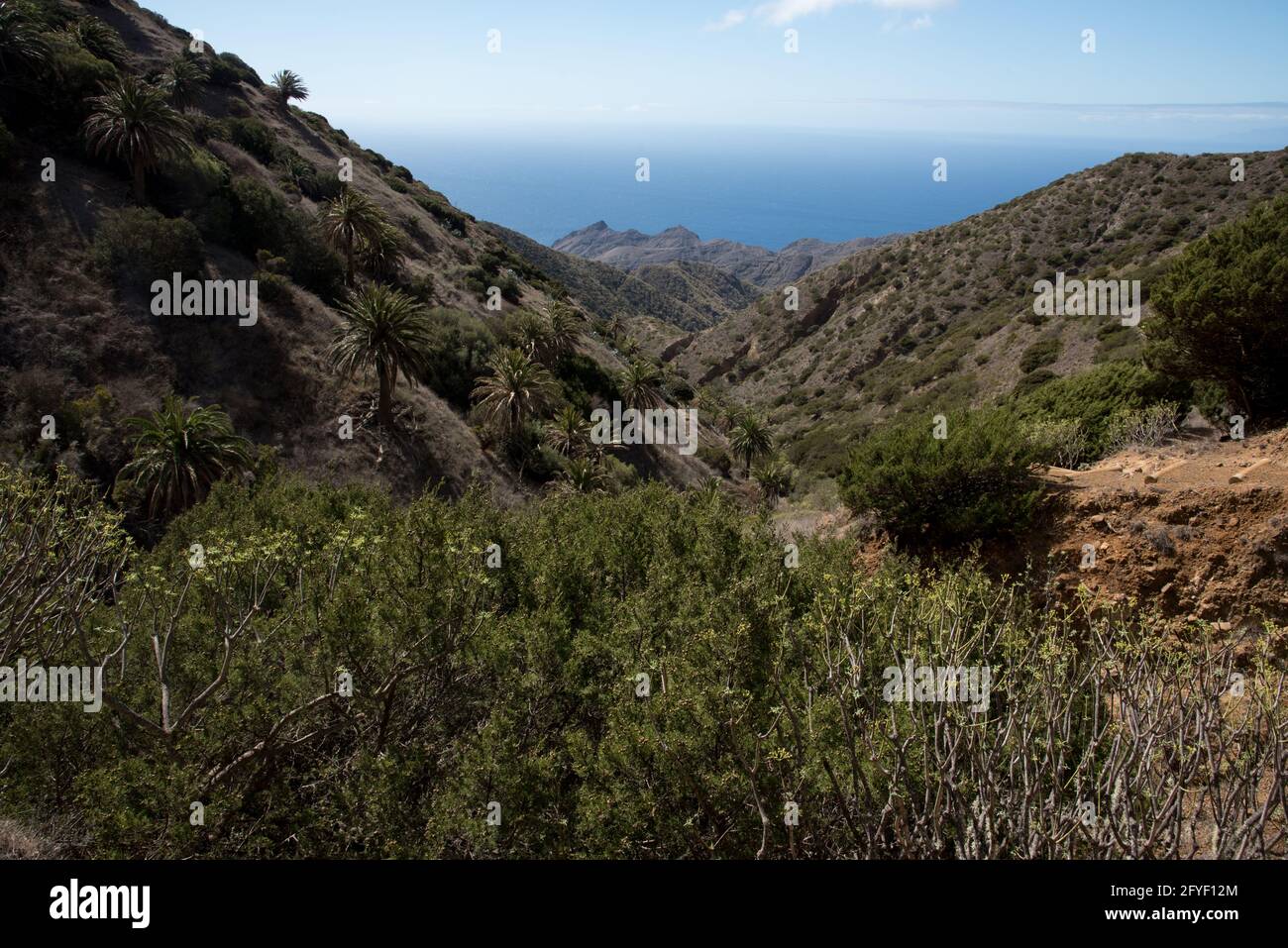 Dry vegetation in the Barranca Tazo in the northwest of La Gomera in the Canary Island. Stock Photo