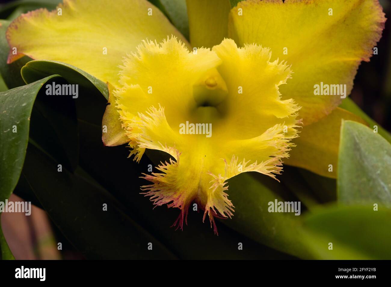 Yellow oncidium orchids with blurry background in the nursery Stock Photo