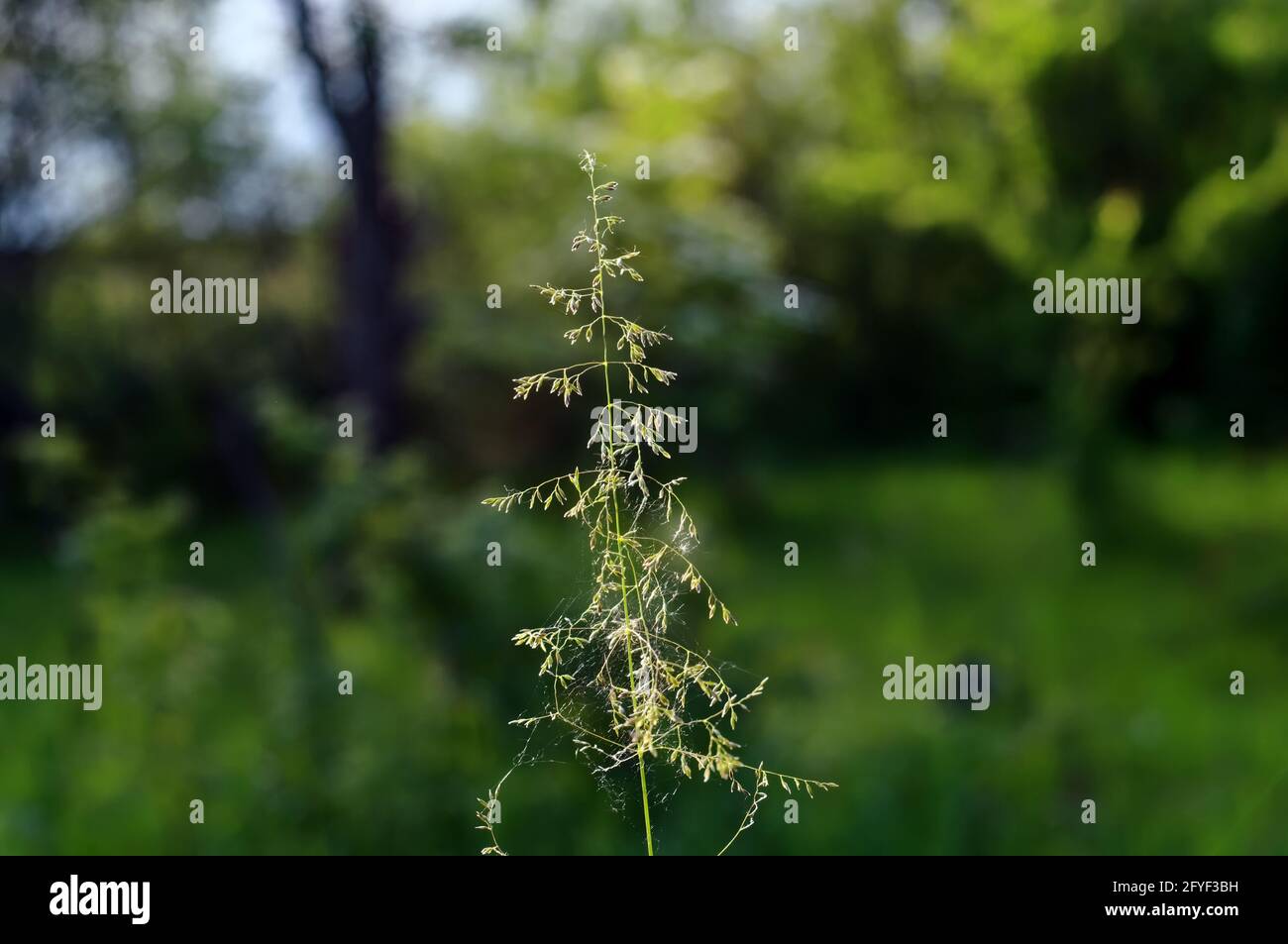 Tall wild grass hi-res stock photography and images - Alamy