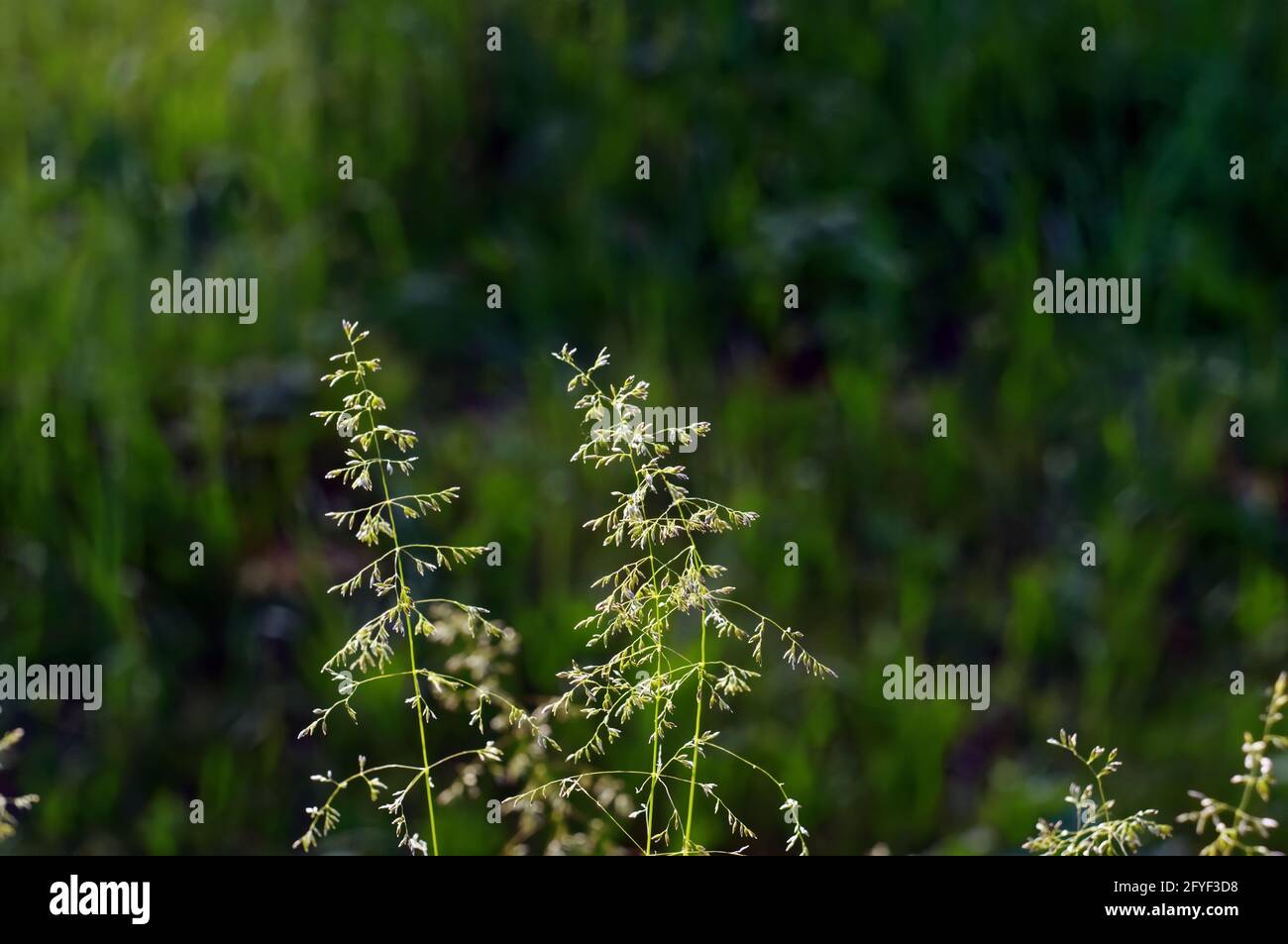 Tall green grass straw in hi-res stock photography and images - Alamy