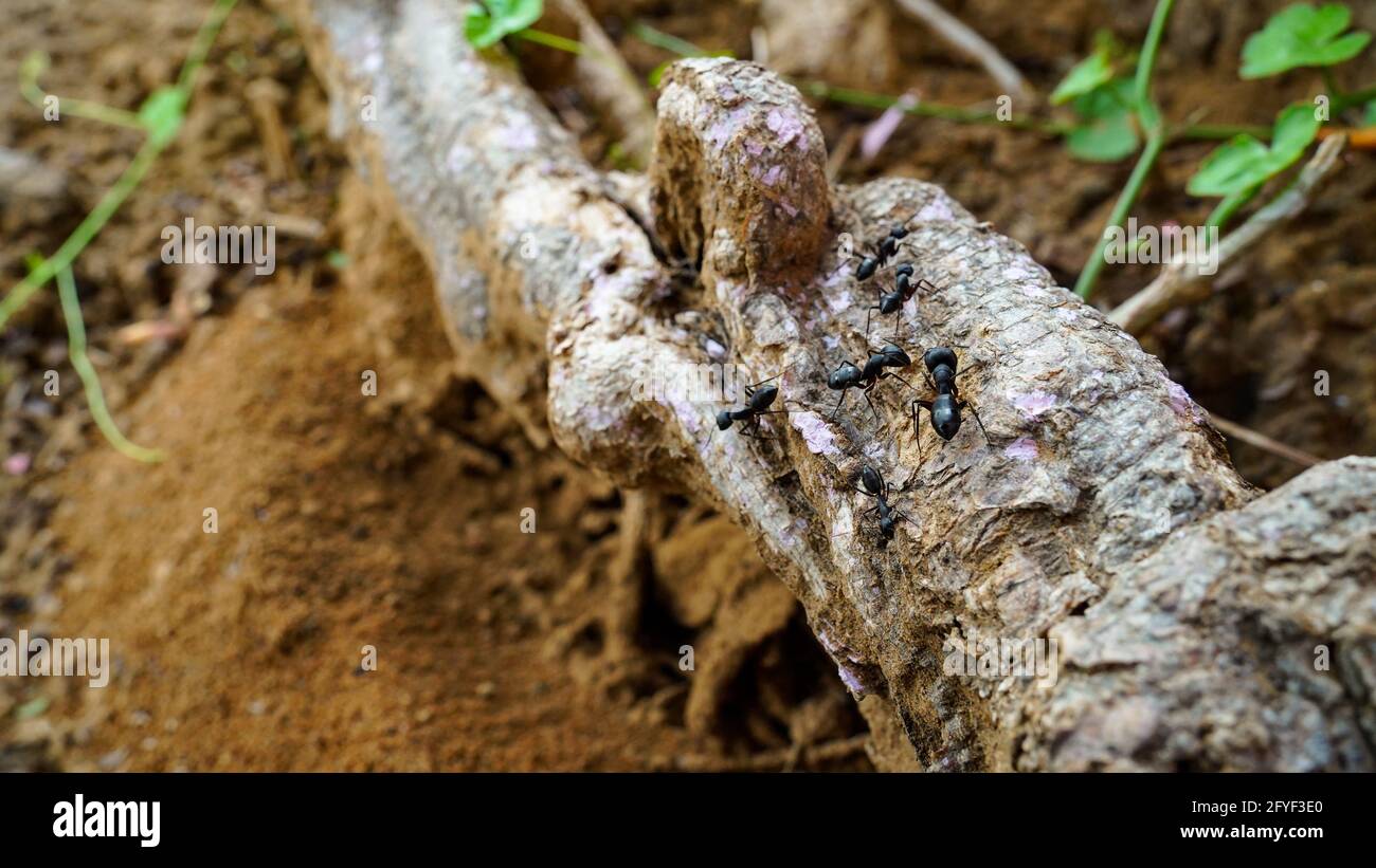 Black ants busy in meeting on a big tree root. Animal and wildlife ...