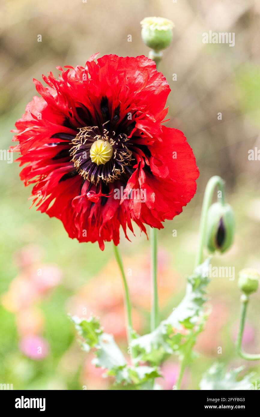 Red Papaver somniferum garden Papaver somniferum Opium poppy Stock Photo