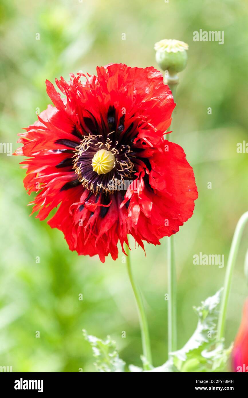 Portrait of red Papaver somniferum Opium poppy flower Stock Photo