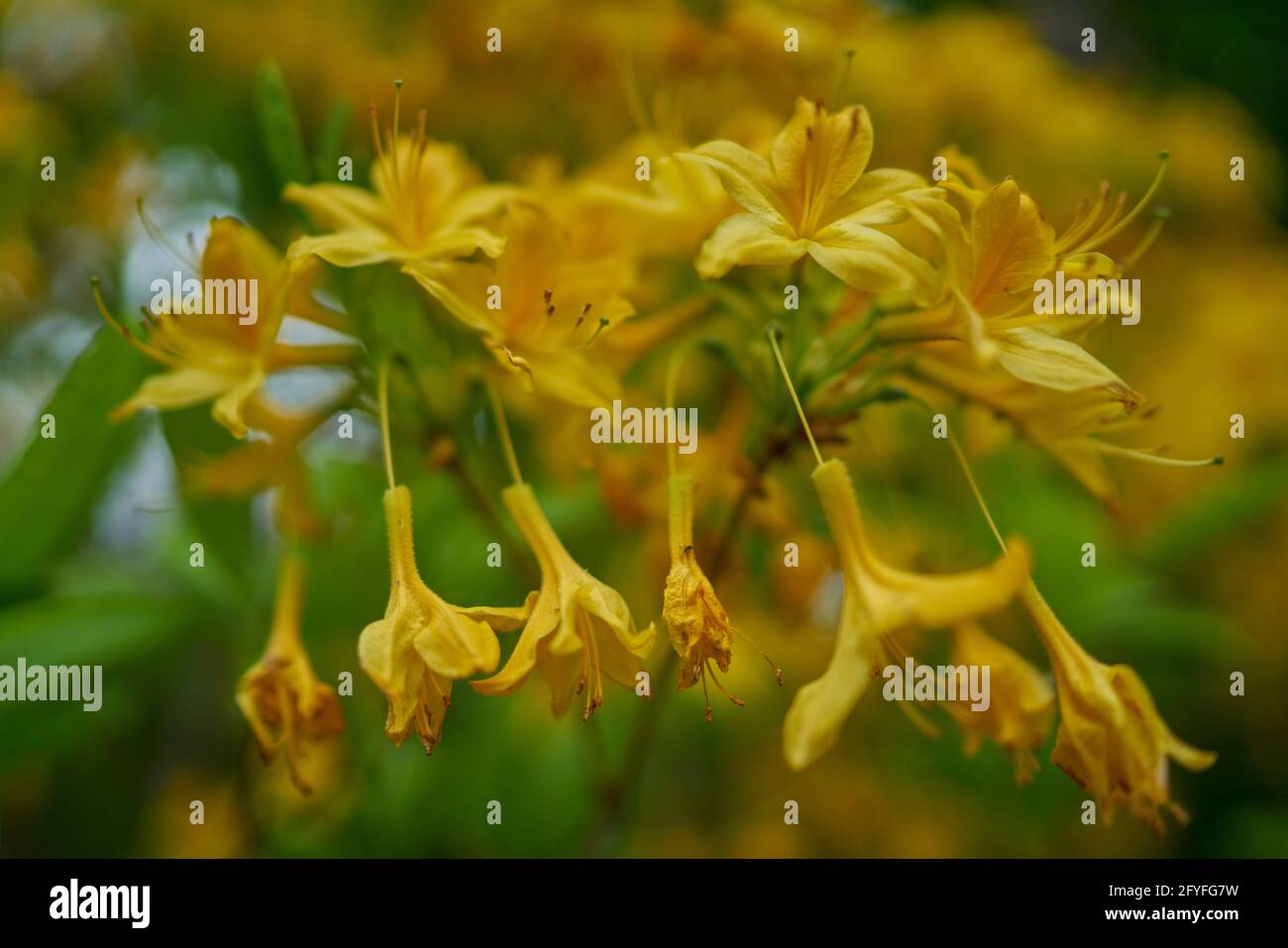 Image showcasing azalea rhododendron flower in full bloom close-up beautiful delicate ...