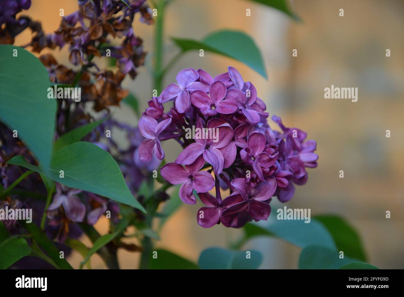 Fresh Lilac and Dried Lilac UK. Purely Beautiful and Peaceful Floral Space Stock Photo