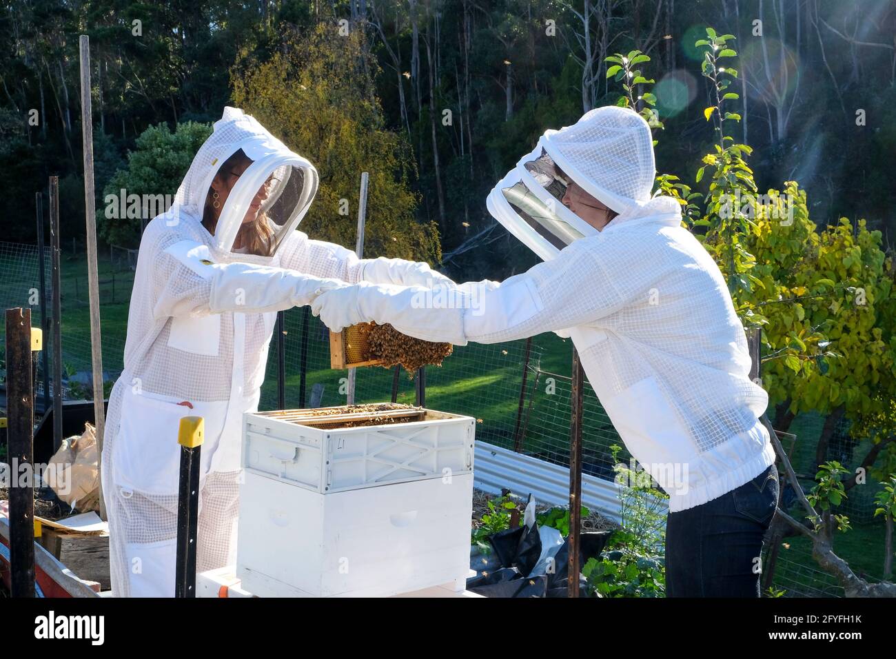 Beekeeper and assistant wearing protective clothing while checking the health of the hive. Stock Photo