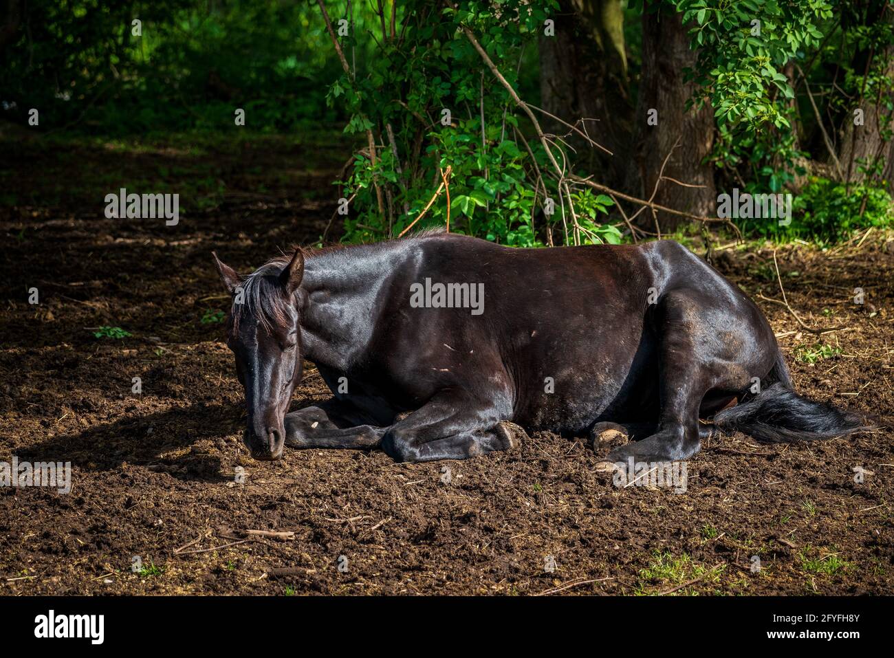 Horse lying down hires stock photography and images Alamy