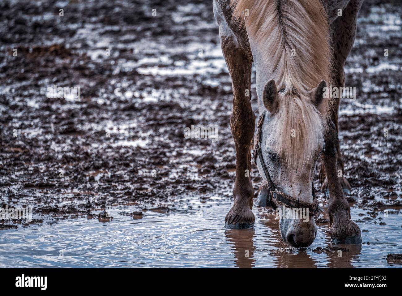 white horse drinks rainwater from the puddle Stock Photo Alamy