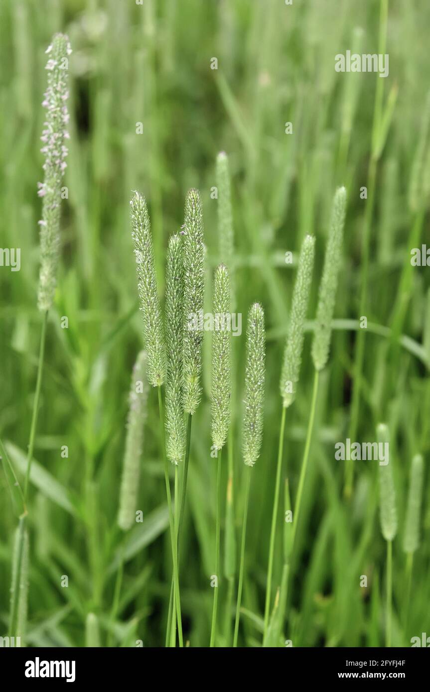 Closeup of timothy grass (binomial name: Phleum pratense), a member of the grass family, growing in Illinois prairie, early July (shallow depth of fie Stock Photo