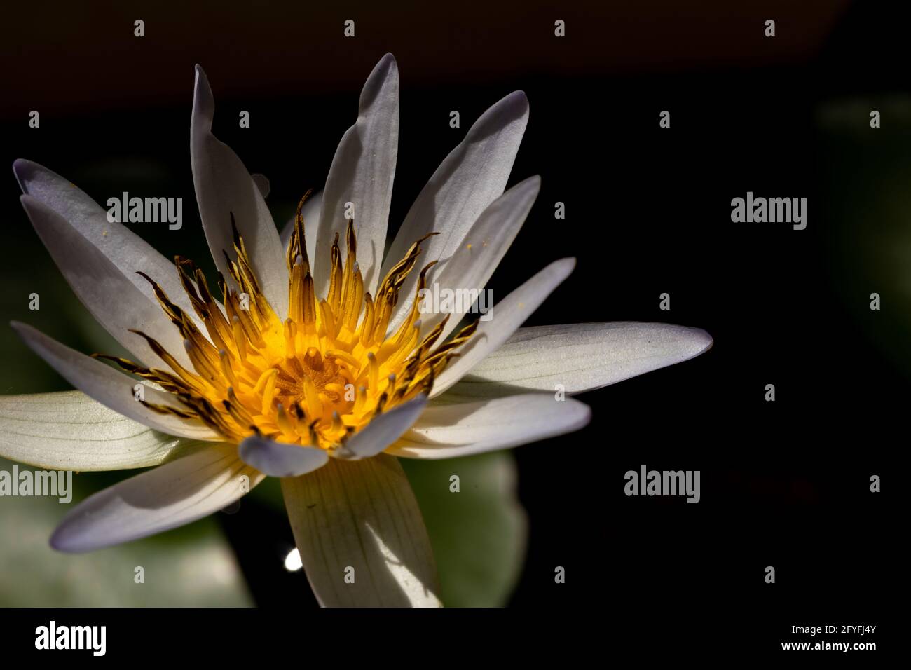 A water lily flower with yellow center and off white petals Stock Photo