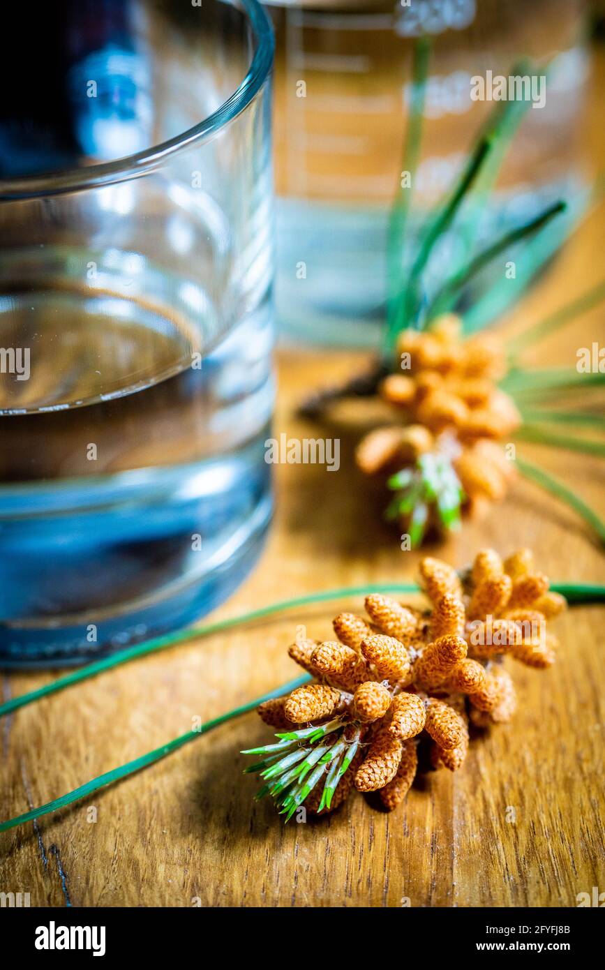 Gemmotherapy, use of buds of scots Pine (Pinus silvestris) in phytotherapy. Stock Photo