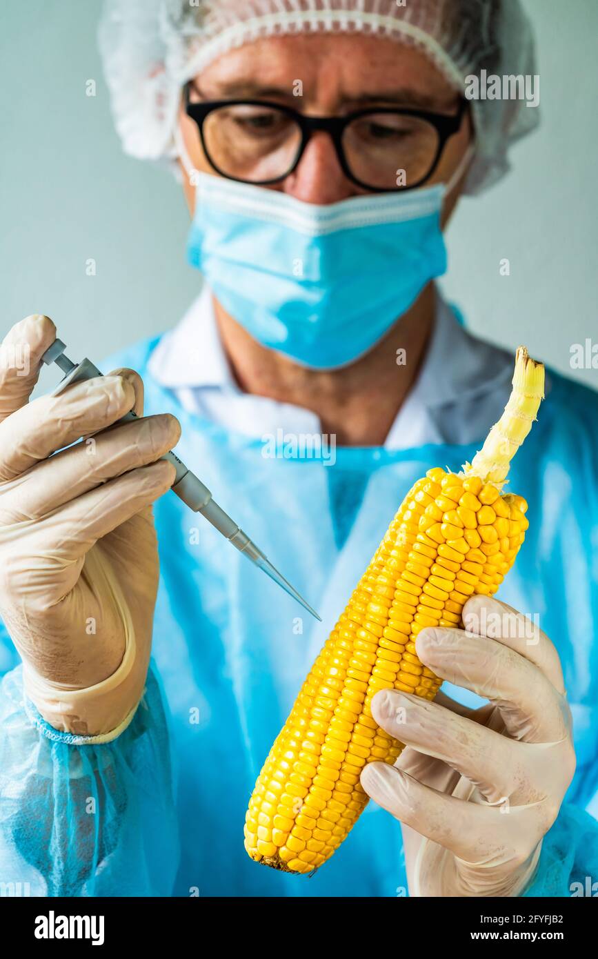 Genetically engineered maize. Stock Photo