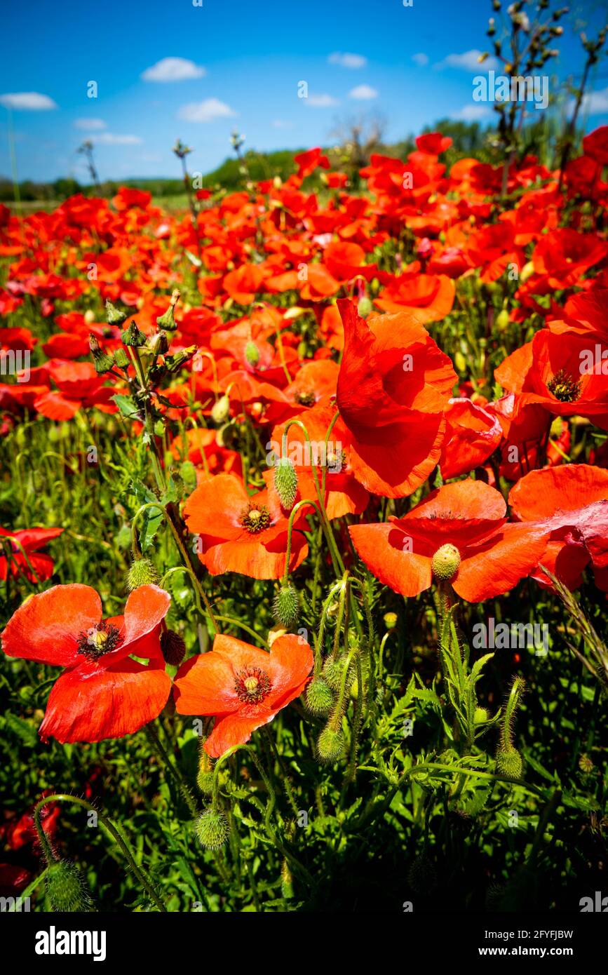 Poppies, France. Stock Photo
