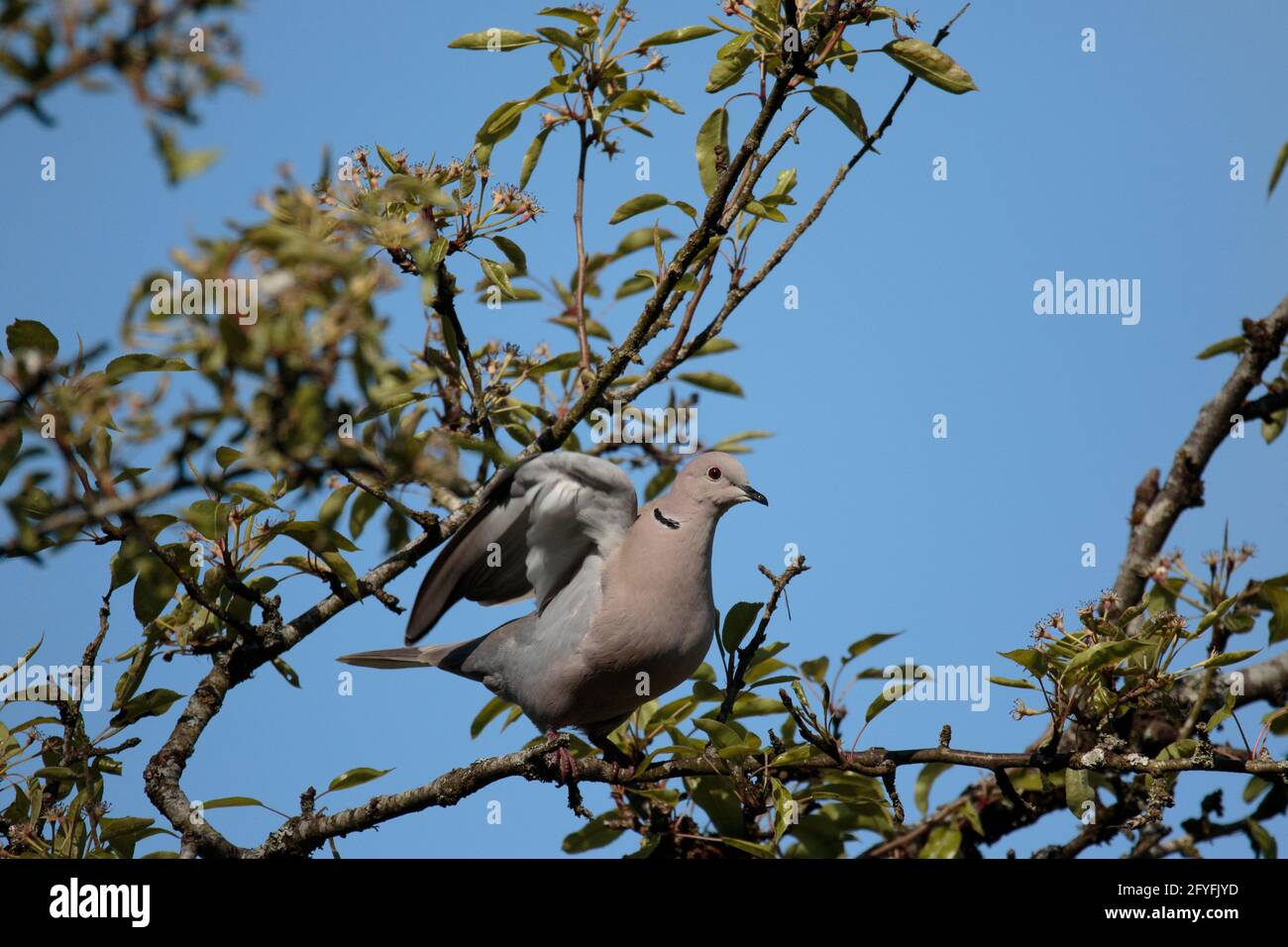 Bird with black collar hi-res stock photography and images - Alamy