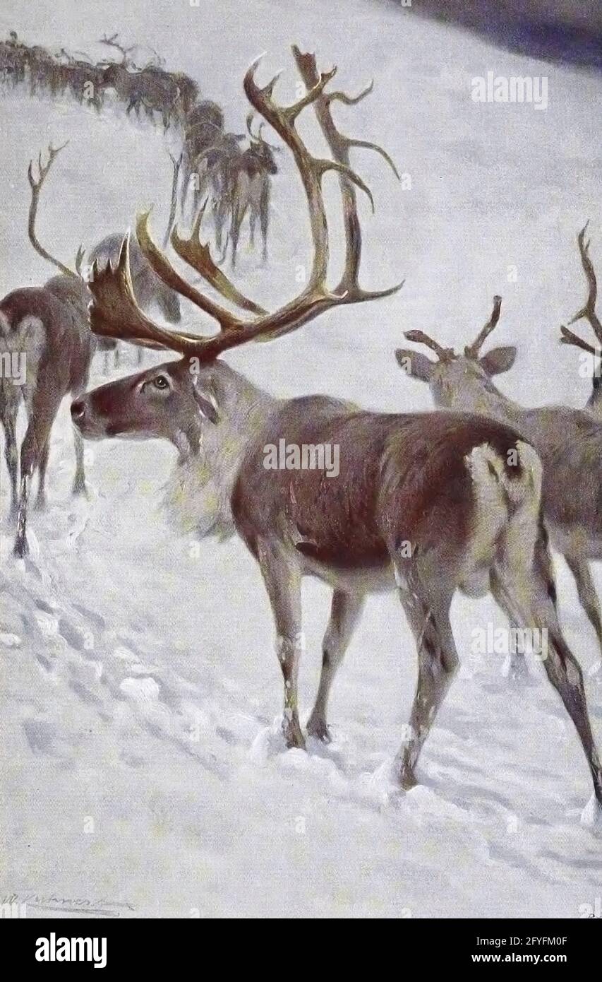 The reindeer (Rangifer tarandus), also known as caribou in North America, is a species of deer with circumpolar distribution, native to Arctic, sub-Arctic, tundra, boreal, and mountainous regions of northern Europe, Siberia, and North America. This includes both sedentary and migratory populations. Rangifer herd size varies greatly in different geographic regions. from the book '  Animal portraiture ' by Richard Lydekker, and illustrated by Wilhelm Kuhnert, Published in London by Frederick Warne & Co. in 1912 Stock Photo